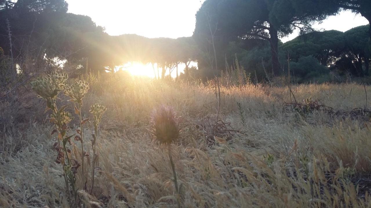 Micielo - Baumhaeuser Vejer de la Frontera Buitenkant foto