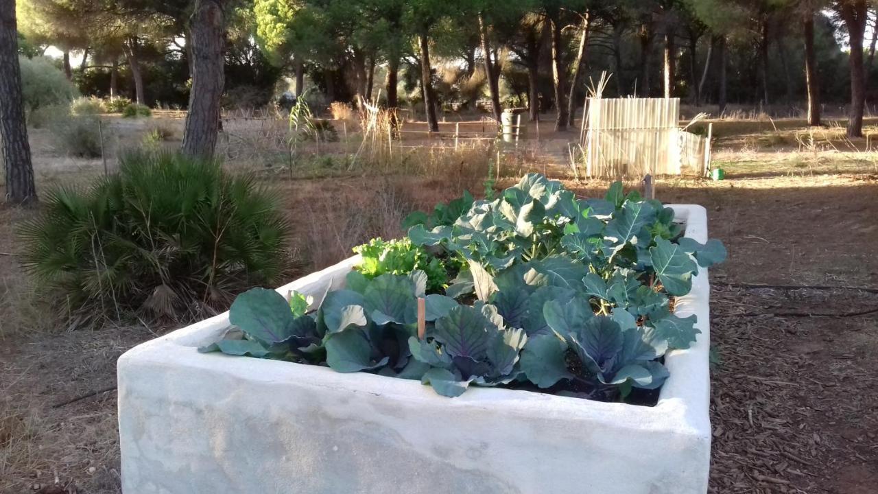 Micielo - Baumhaeuser Vejer de la Frontera Buitenkant foto